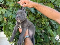 CANE CORSO YAVRULARIMIZ
