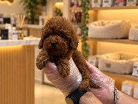 IRK GARANTİ TOY POODLE YAVRULARIMIZ