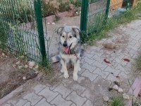 Ücretsiz sahiplendirme köpeğimiz