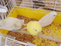 Yavru muhabbet kuşu erkek