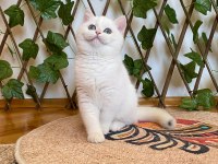 Golden Ny1233 Dişi British Shorthair Golden