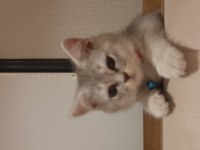 3 Aylık British Shorthair