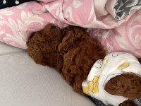 Orjinal kore kan toy poodle dişi
