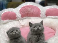 British Shorthair & Scottısh Fold Yavrularım 