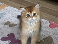 Sahibinden british longhair