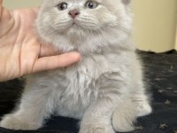 Safkan British Longhair Lilac Solid Son kızımız