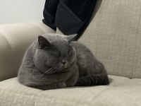 British Shorthair Erkek Oğlumuza Dişi Arıyoruz