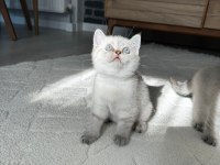British shorthair yavrularımız