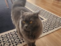 Ücretsiz British Longhair 1 Yaşında