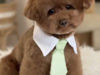 Orijinal Kore Poodle Dişi ve Erkek
