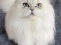 BRİTİSH LONGHAİR YAVRULARIM