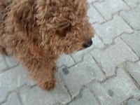 10 Aylık Poodle