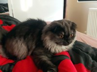 Scottish fold Balım a yeni sahip