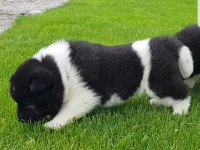 Safkan Amerikan Akita tombişler