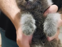 Scottish fold erkek