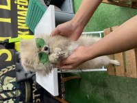 10 aylık dişi 2 kg pomeranian