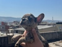 French bulldog bebekler