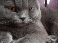 Scottish fold erkek kedimiz