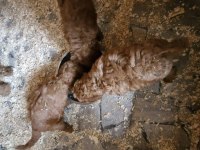 Toy poodle