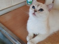 BRİTİSH SHORTHAİR NS1133 KEDİMİZİ SAHİPLENDİRMEK