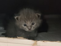 British Longhair Yavru Gri