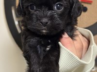 MİNİ BOY GÜZEL SURATLI SİYAH MALTİPOO YAVRULAR