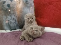 British shorthair LİLAC yavrumuz