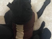 neşe kaynağımız çocuğumuz pug