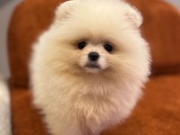 Pomeranian boo yavrularımız