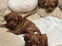 Toy Poodle Sevimli Yavrularımız