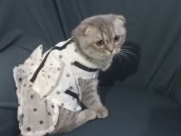 7 aylık dişi scottish Fold