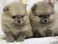 Pomeranian boo ayı surat