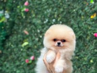 Show Kalite Pomeranian Boo Yavrular