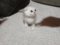 Scottish fold silver erkek bebeğimiz