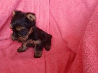 Erkek 2 aylık mikto tea cup yorkshire terrier