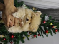 1 Yaşında Dişi Pomeranian 2 Kg
