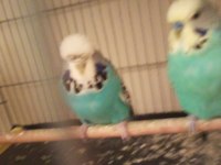 3 TAKIM JUMBO MUHABBET KUŞU SULTAN PAPAĞANI TAKAS OLUR