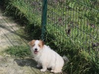 Şecereli jack russell terrier