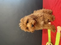 MÜKEMMEL KALİTE MALTIPOO YAVRULARIM