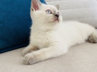 2 aylık blue point british shorthair dişi yavru