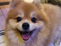 Pomeranian boo