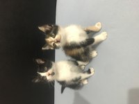 hatay iskenderun yavru kedi
