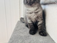 Son Sıfır Kulak Scottish Fold Yeni Yuvasına Hazırdır