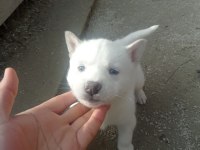 2 AYLIK HUSKY YAVRUMUZ YENİ YUVASINI BEKLİYOR