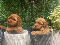 Birinci sınıf poodle bebekler
