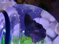 Renk renk betta