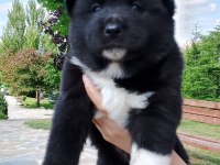 Orjinal safkan amerikan akita yavrularımız