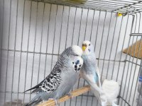 Sahiplendirilecek muhabbet kuşu
