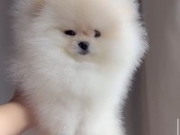 Irk Ve Sağlık Garantili Pomeranian Boo Yavrular