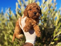 Toy Poodle Sahibi Olmak İçin Süper Fırsat